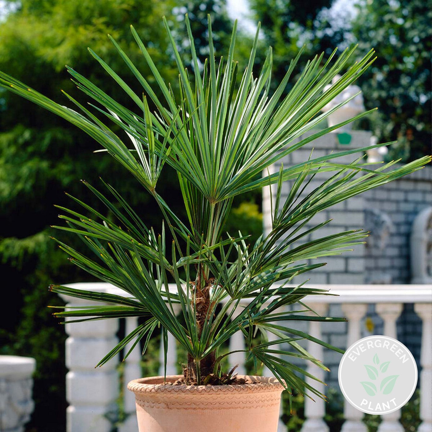 Palmier Washingtonia – Plante D'Extérieur