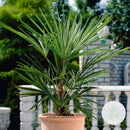 Washingtonia Robusta