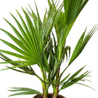Palmier Washingtonia – Plante D'Extérieur
