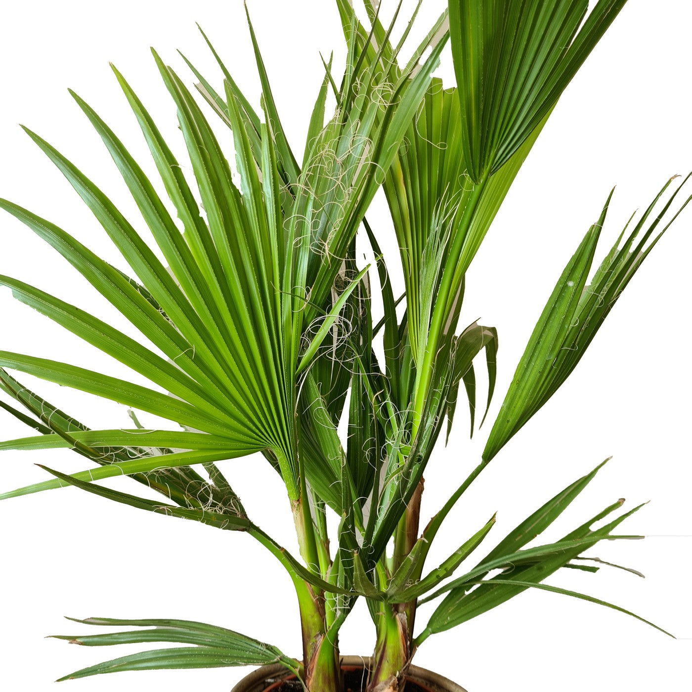 Palmier Washingtonia – Plante D'Extérieur