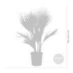 Palmier Washingtonia – Plante D'Extérieur
