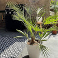 Palmier Washingtonia – Plante D'Extérieur
