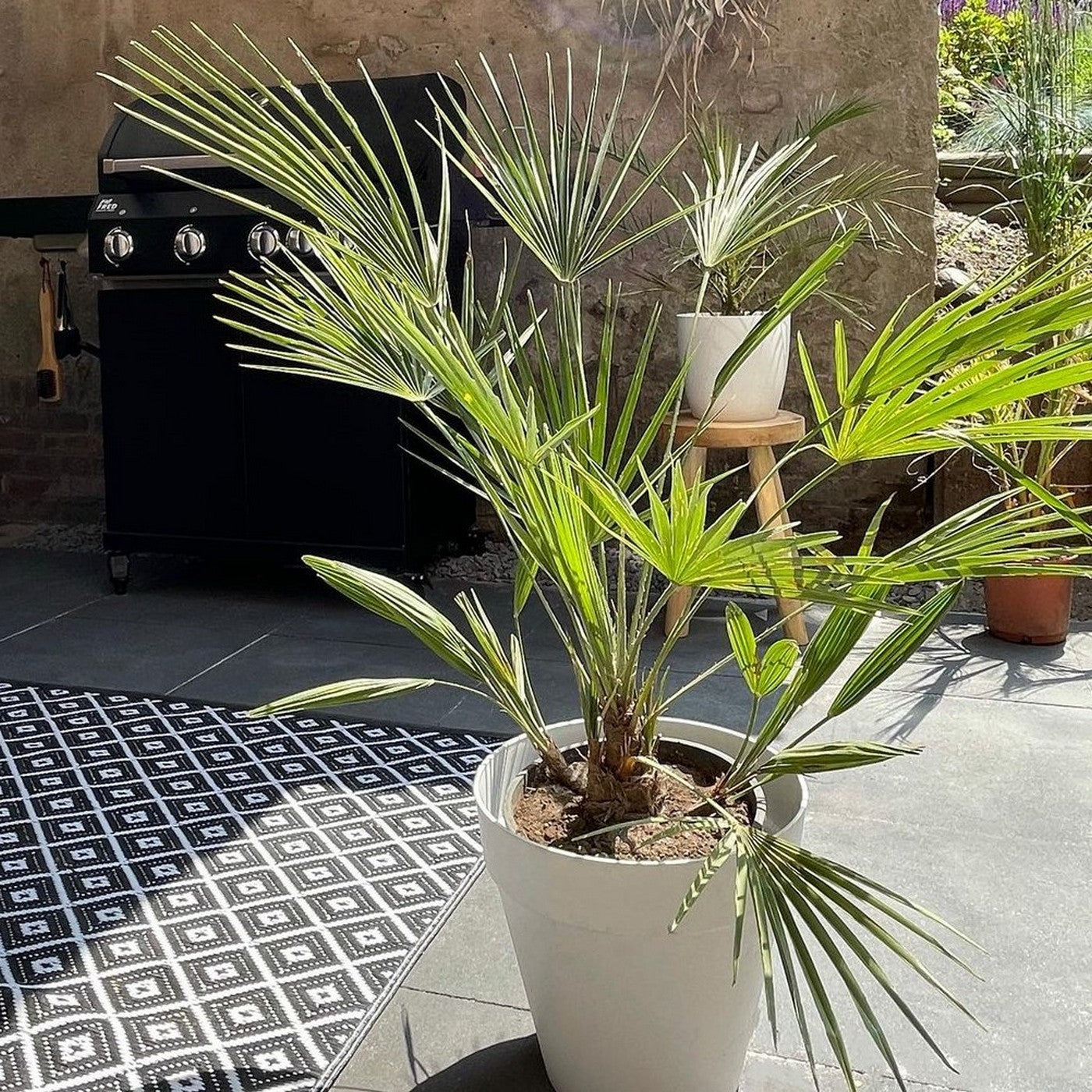 Palmier Washingtonia – Plante D'Extérieur