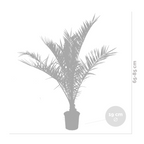 Palmera de Canarias – Planta de exterior