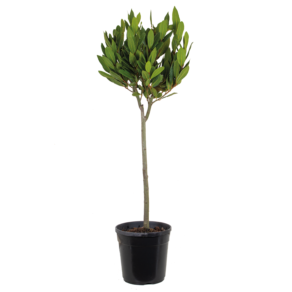 Standard Bay Laurel XL – Outdoor Plant