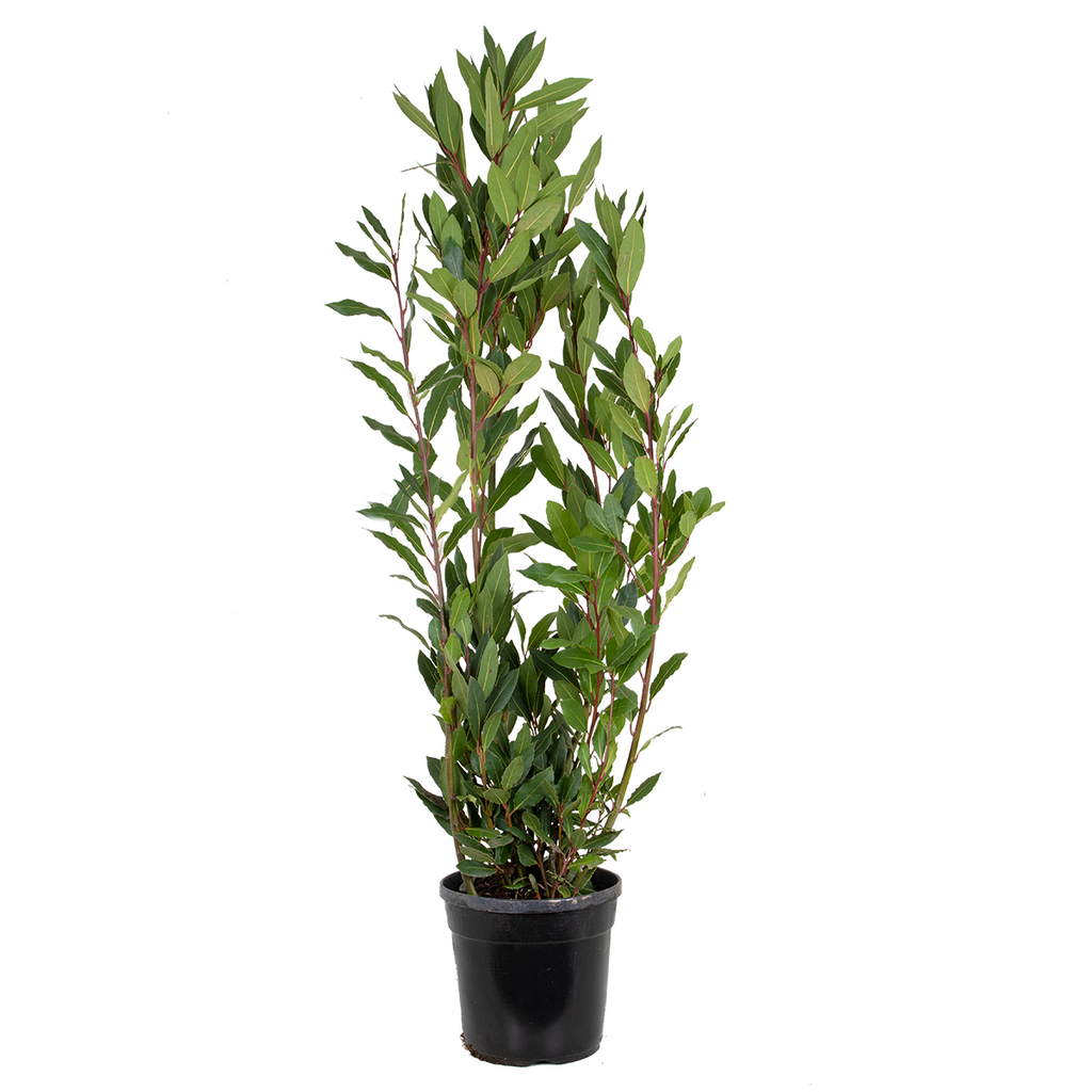 Laurel XL – Planta de exterior