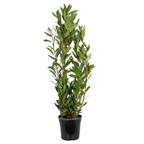 Laurel XL – Planta de exterior