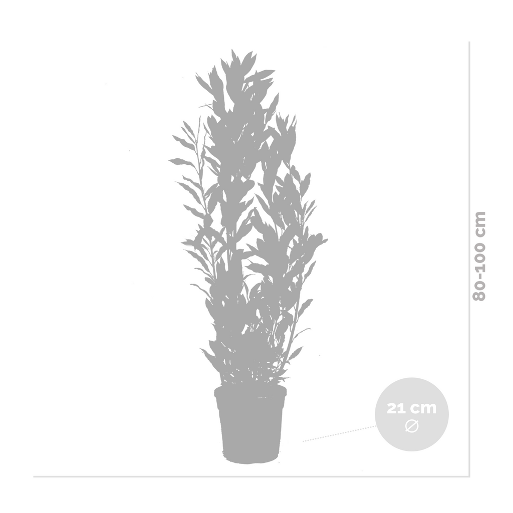 Laurel XL – Planta de exterior