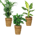 Mix of 3 Air-Purifying Plants – Indoor Plant