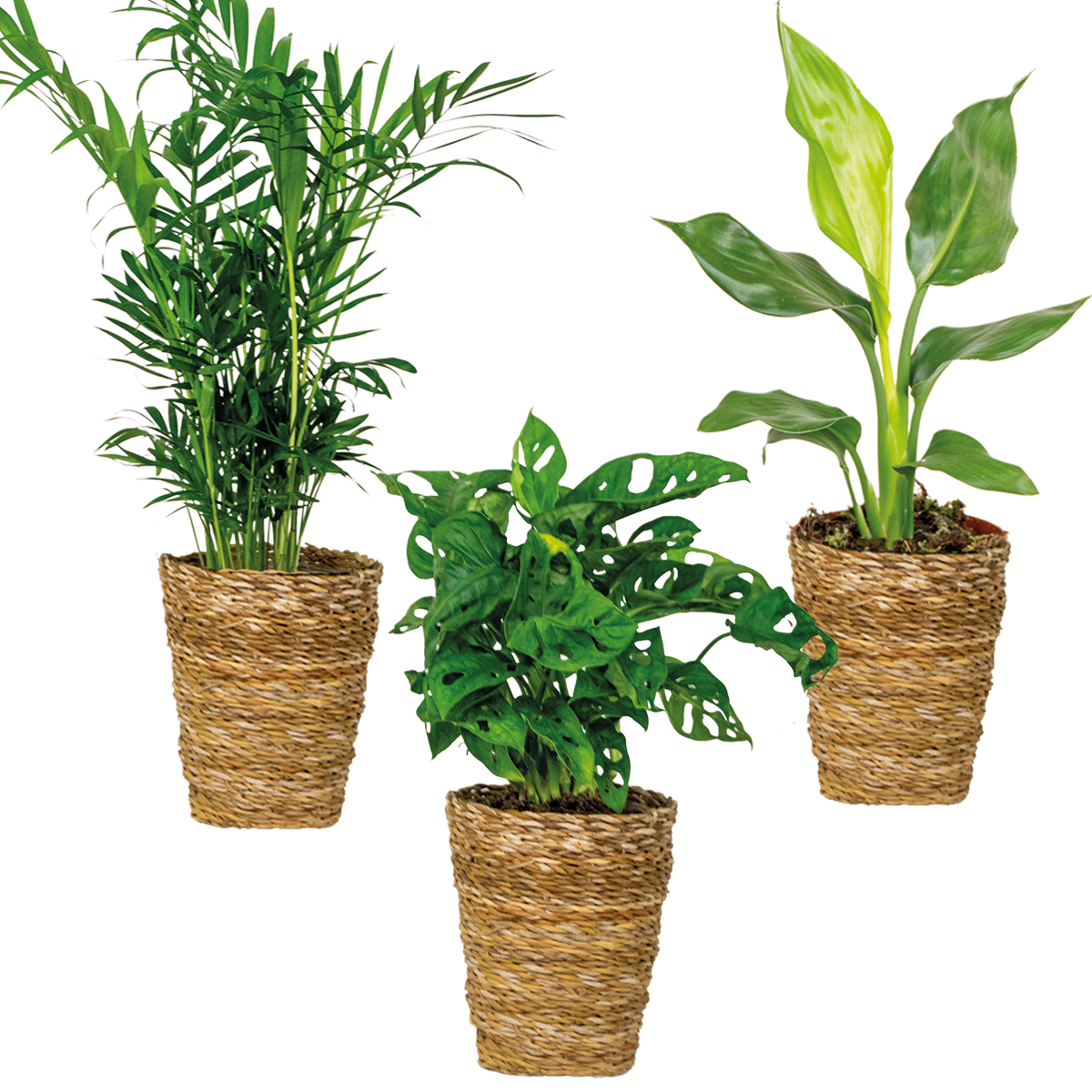 Mix of 3 Air-Purifying Plants – Indoor Plant