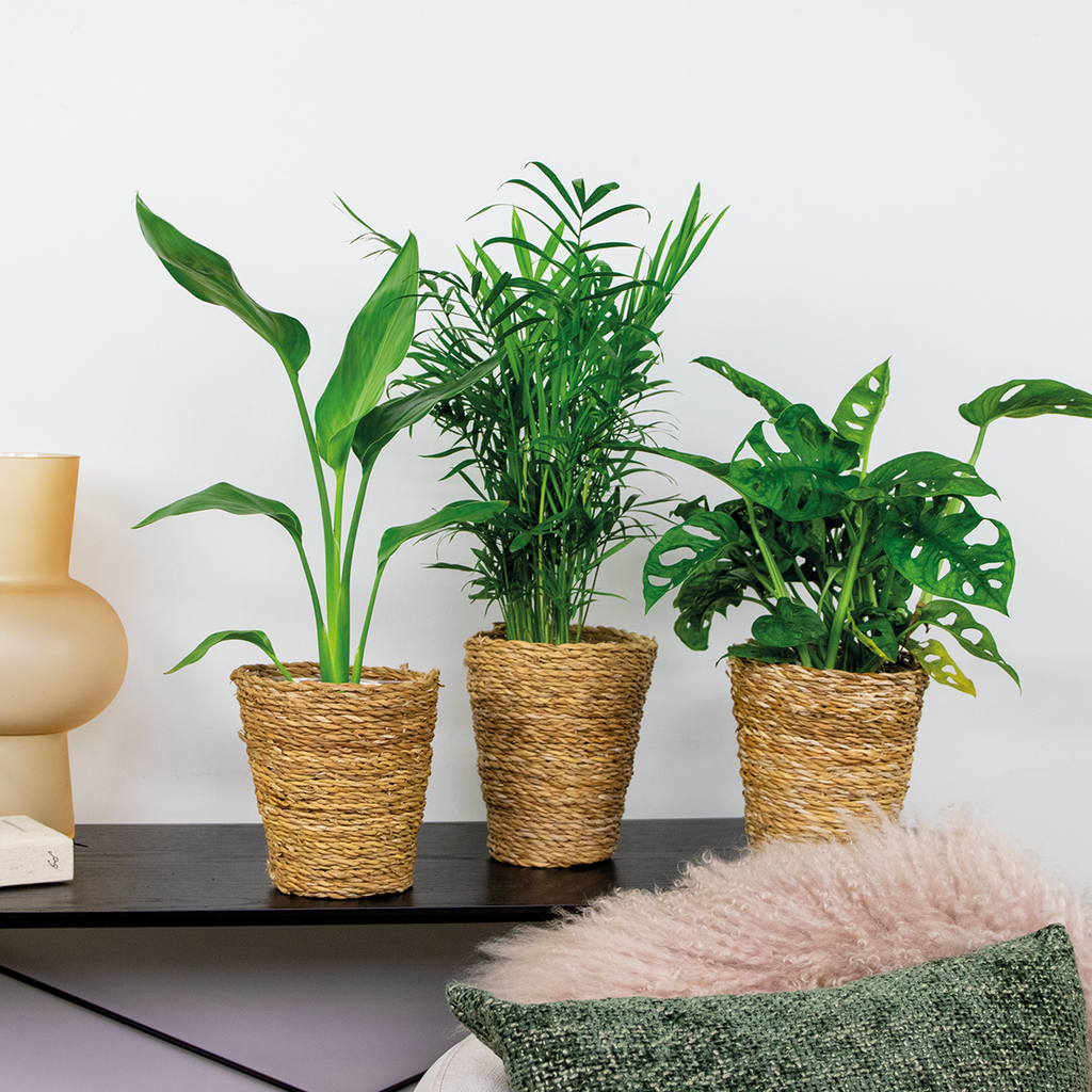 Mix of 3 Air-Purifying Plants – Indoor Plant
