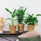 Mix of 3 Air-Purifying Plants – Indoor Plant