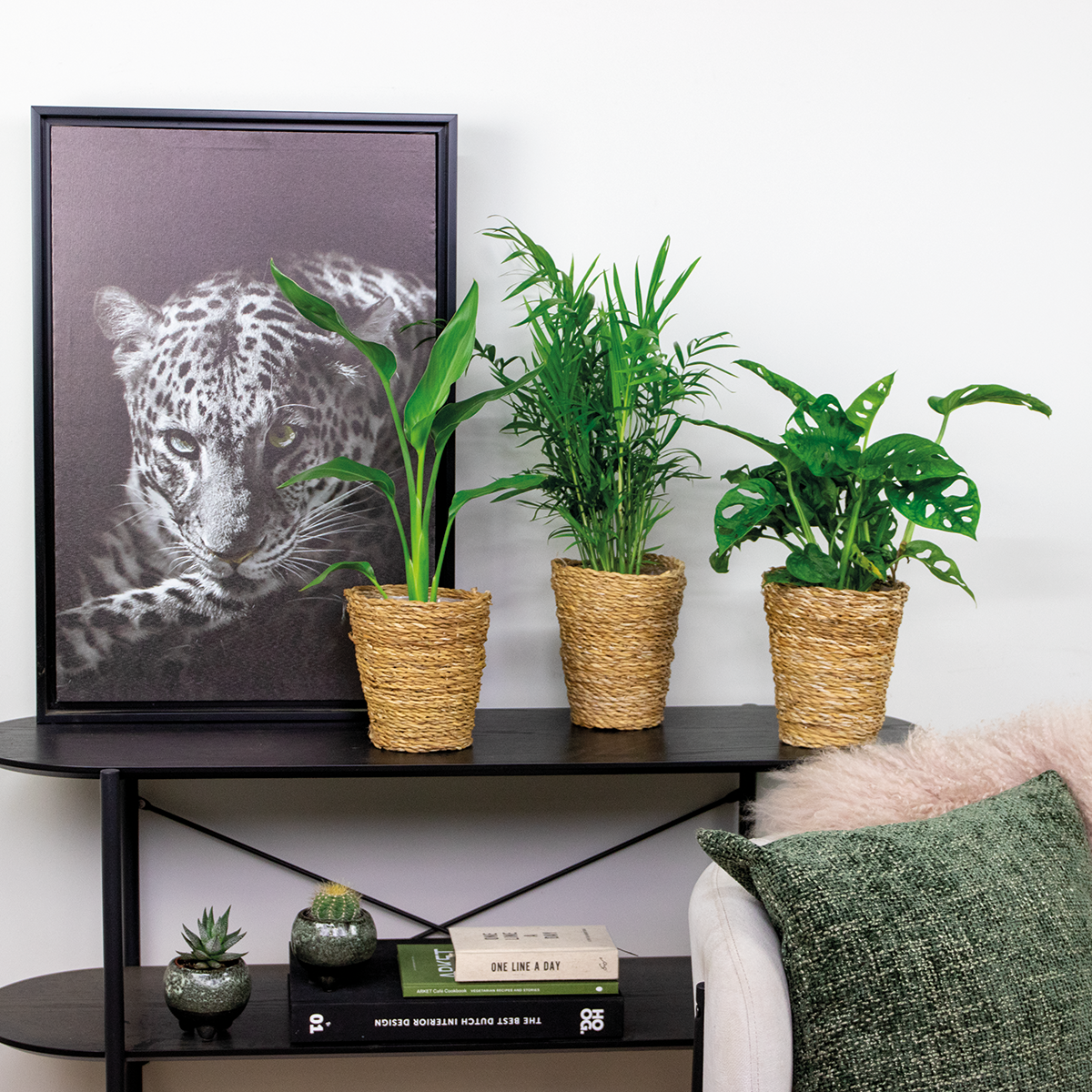 Mix of 3 Air-Purifying Plants – Indoor Plant