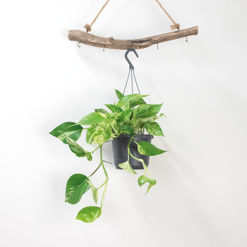 Scindapsus Marble Queen – Plante d'Intérieur