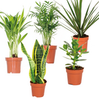 Mezcla de 5 plantas de fácil mantenimiento – Planta de interior