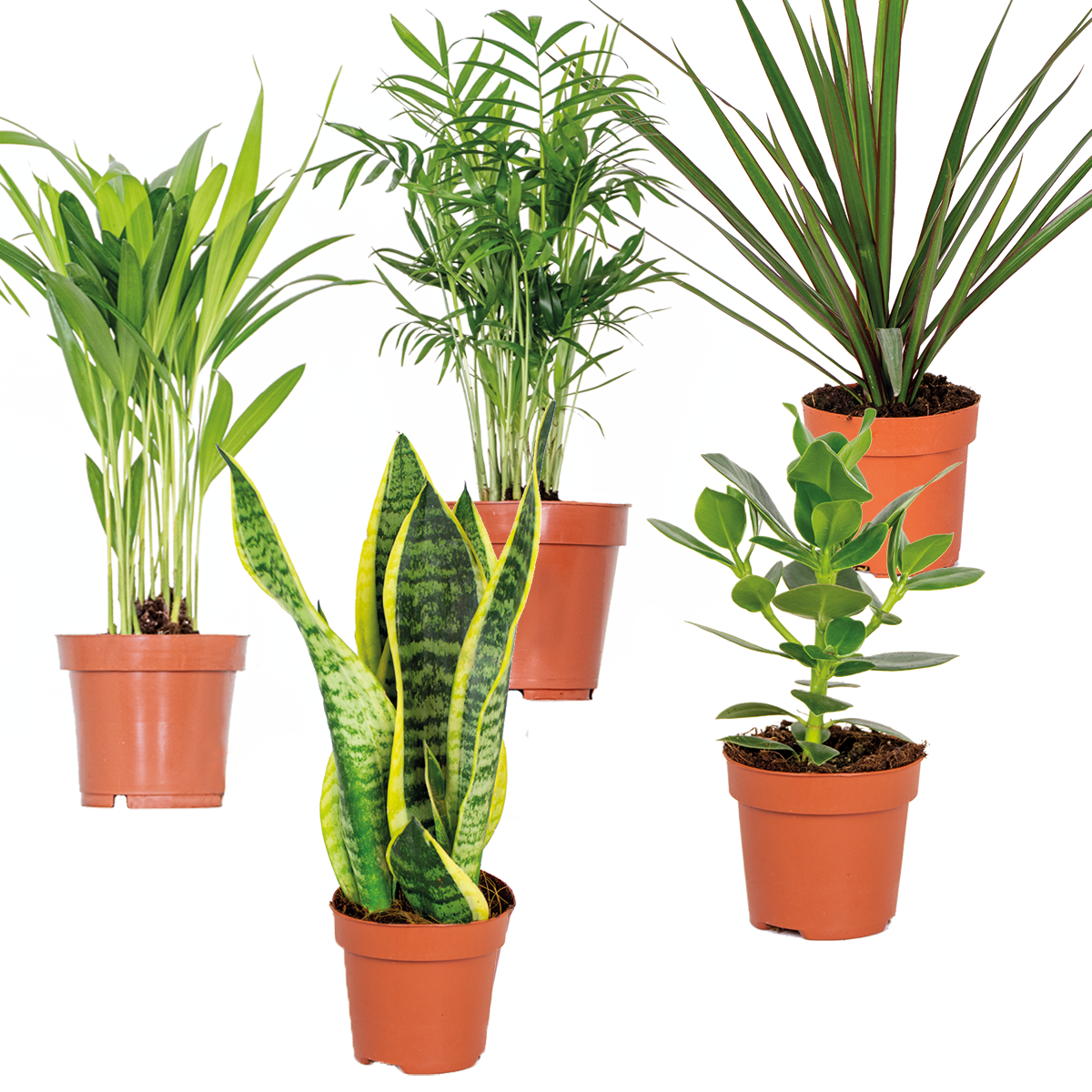 Mezcla de 5 plantas de fácil mantenimiento – Planta de interior