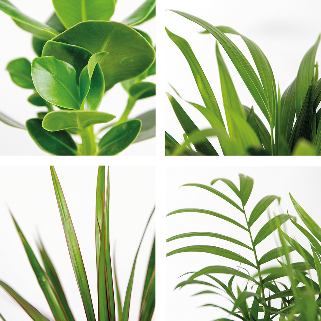 Mezcla de 5 plantas de fácil mantenimiento – Planta de interior