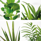 Mezcla de 5 plantas de fácil mantenimiento – Planta de interior