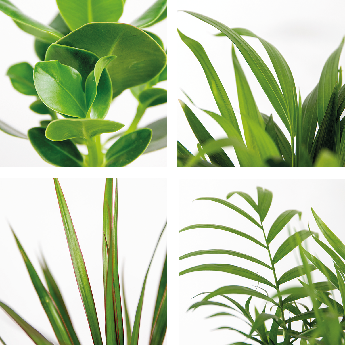 Mezcla de 5 plantas de fácil mantenimiento – Planta de interior