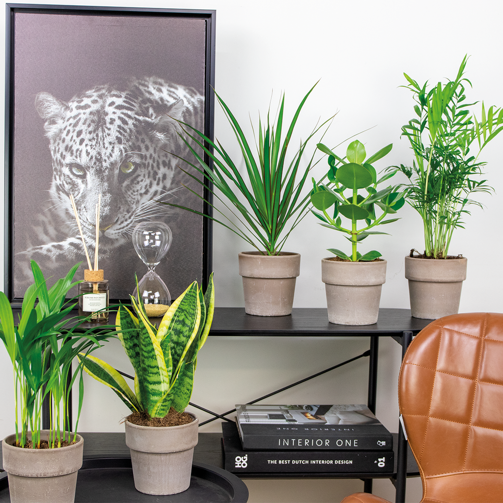 Mezcla de 5 plantas de fácil mantenimiento – Planta de interior