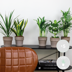 Mezcla de 5 plantas de fácil mantenimiento – Planta de interior