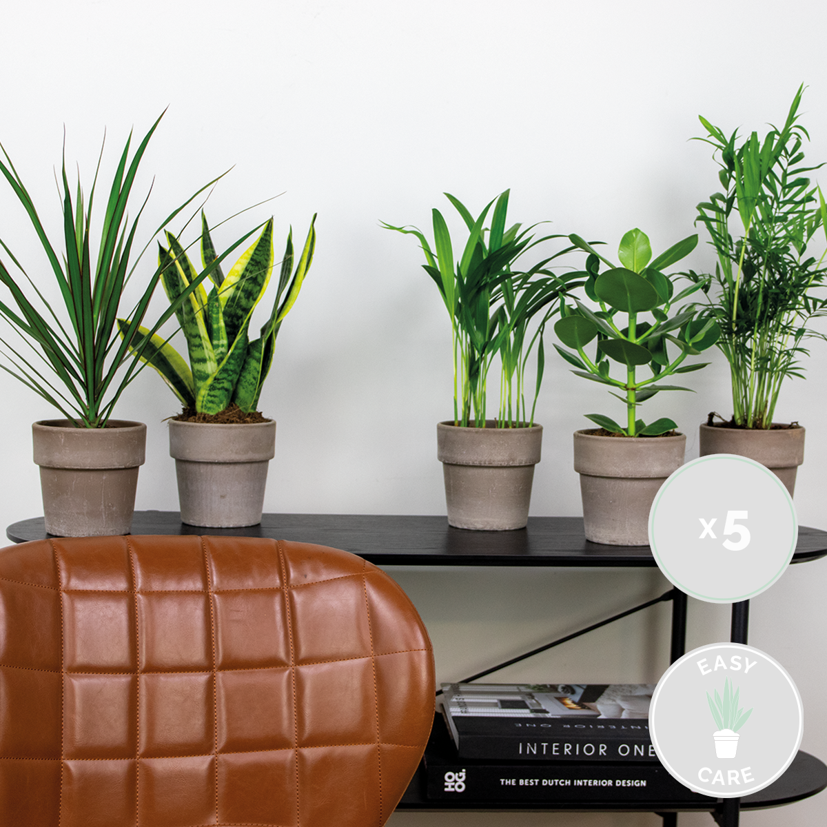 Mezcla de 5 plantas de fácil mantenimiento – Planta de interior
