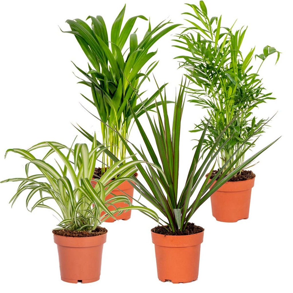 Mezcla de 4 plantas purificadoras de aire – Planta de interior