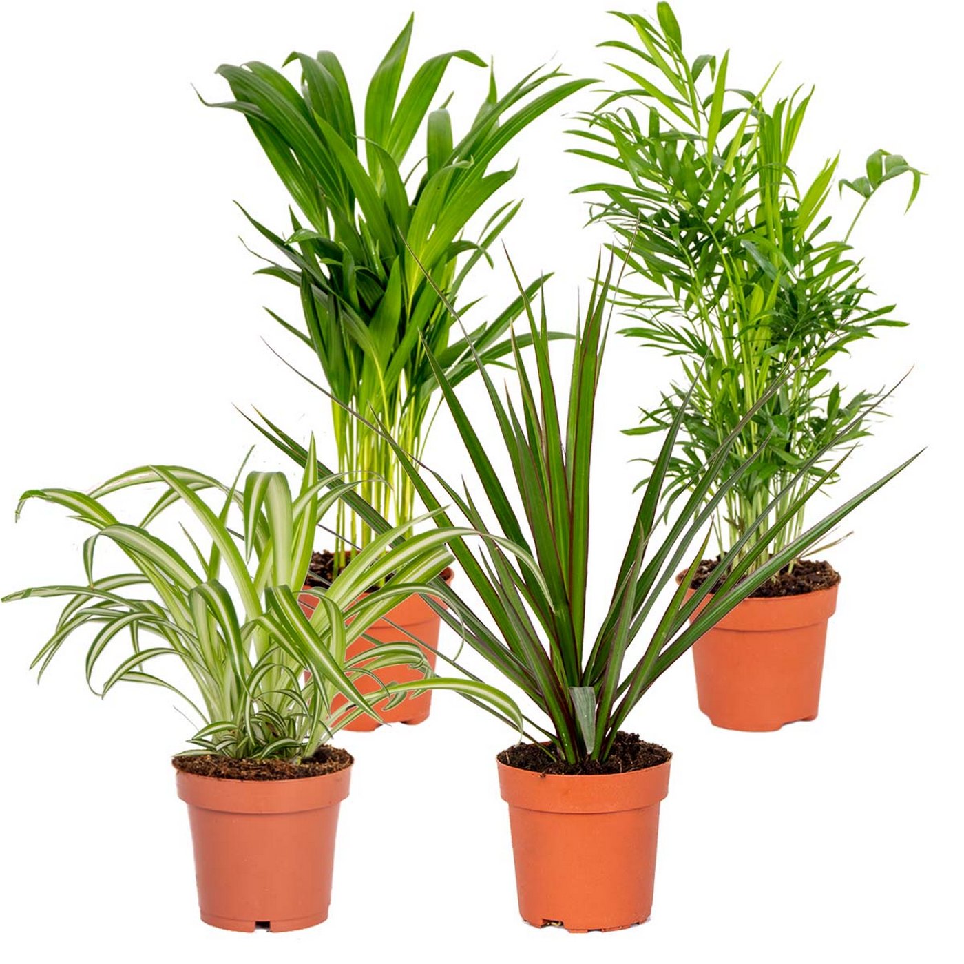 Mezcla de 4 plantas purificadoras de aire – Planta de interior