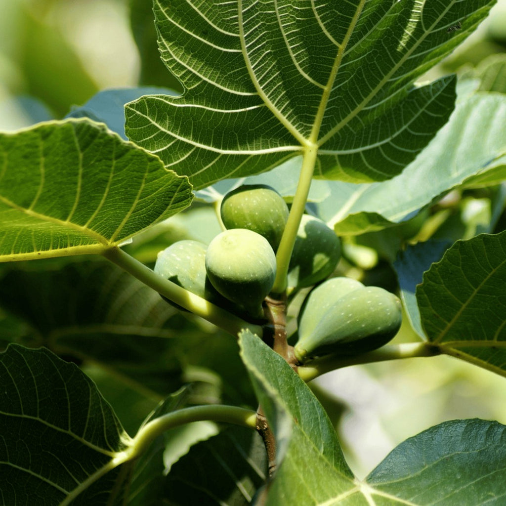 Higuera - Ficus Carica