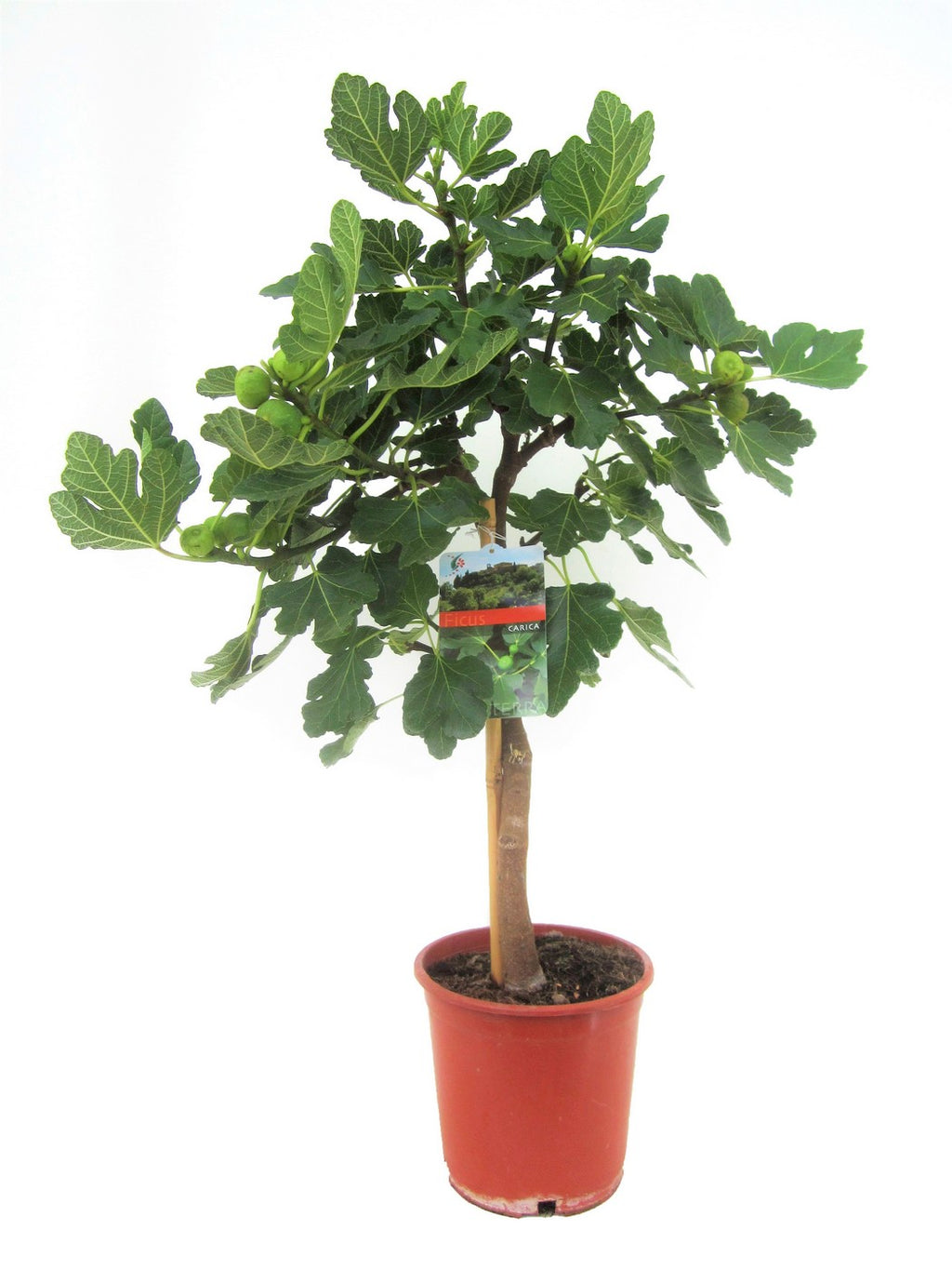 Higuera - Ficus Carica