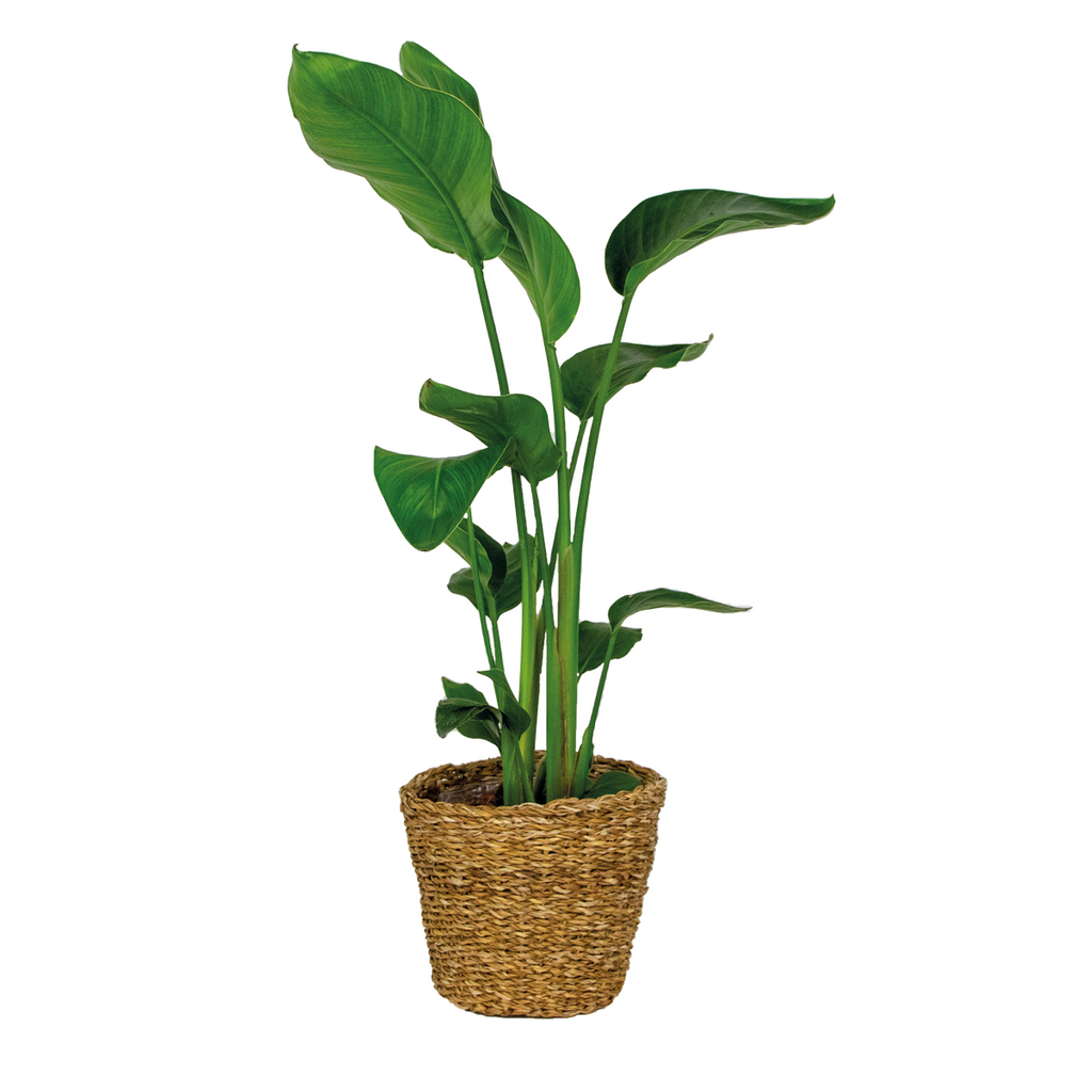 Strelitzia Nicolai – Indoor Plant