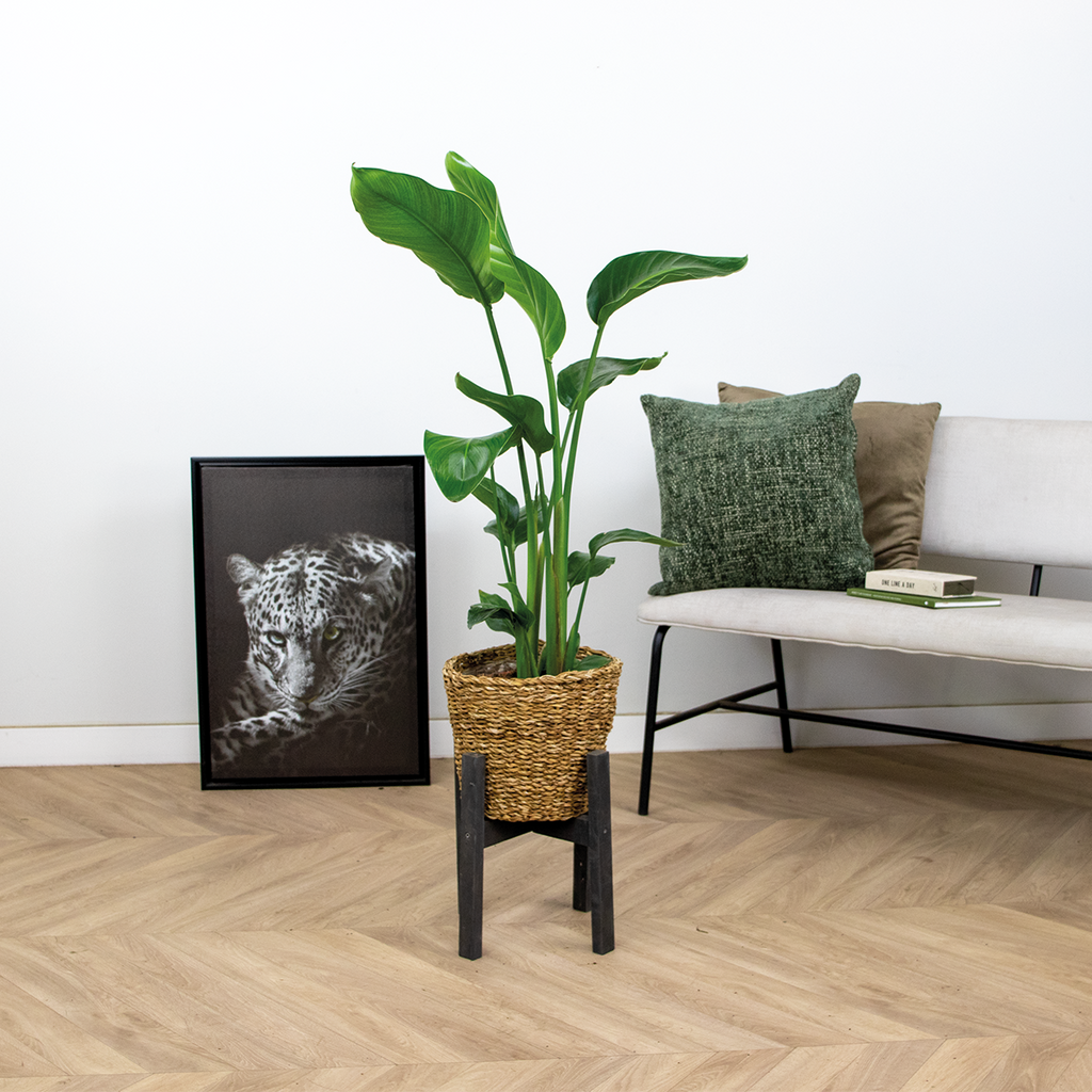 Strelitzia Nicolai – Indoor Plant