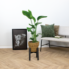 Strelitzia Nicolai – Indoor Plant