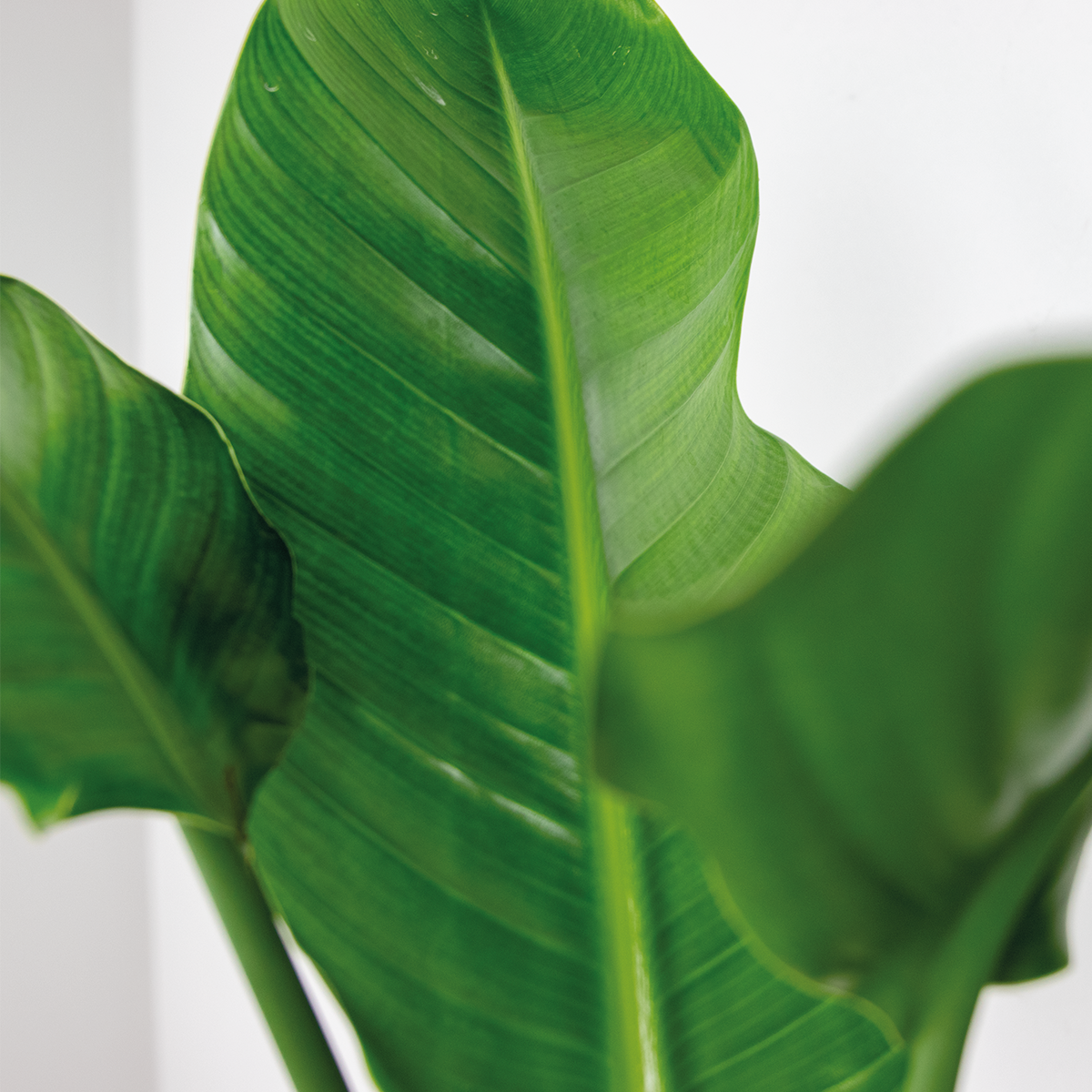Strelitzia Nicolai – Indoor Plant