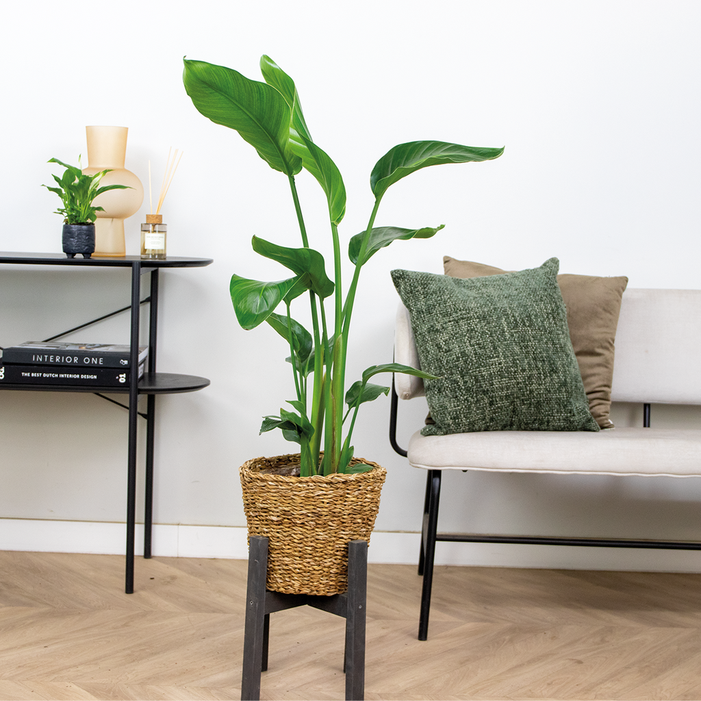 Strelitzia Nicolai – Indoor Plant