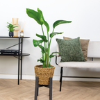 Strelitzia Nicolai – Indoor Plant