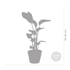 Strelitzia Nicolai – Indoor Plant