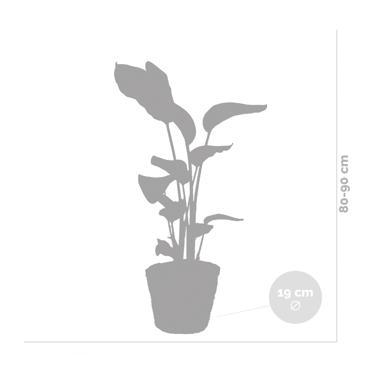 Strelitzia Nicolai – Indoor Plant