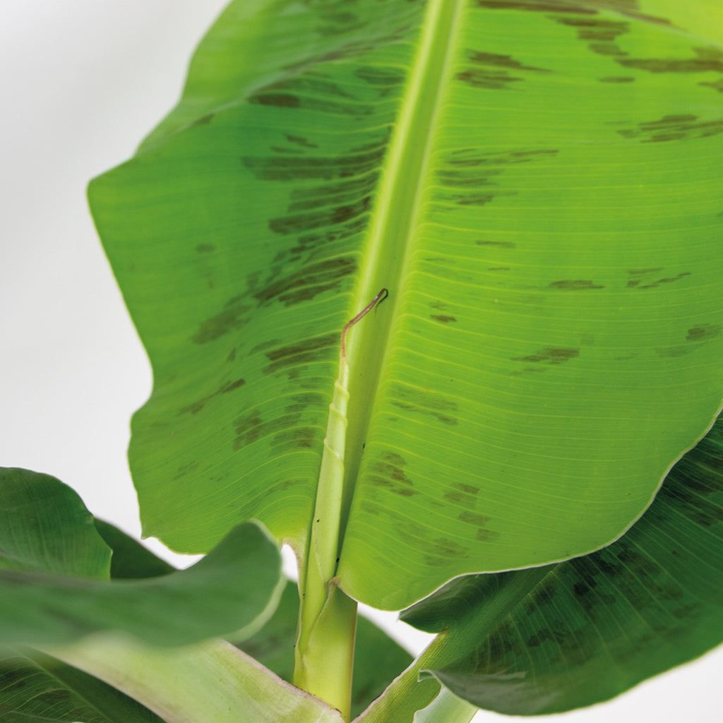 Platanera Musa Cavendish – Planta de interior