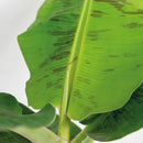 Plátano Musa Cavendish