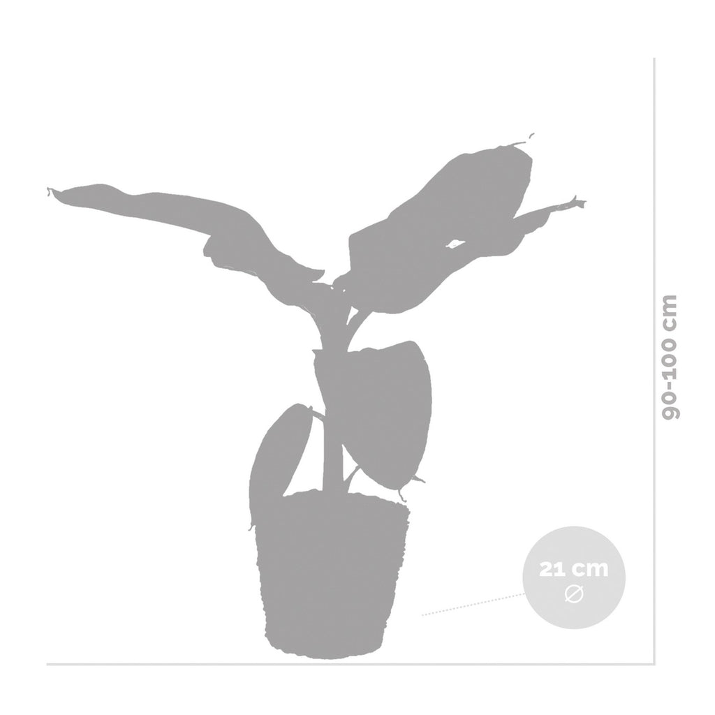 Platanera Musa Cavendish – Planta de interior