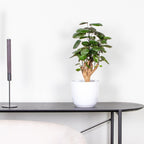 Polyscias Fabian – Houseplant