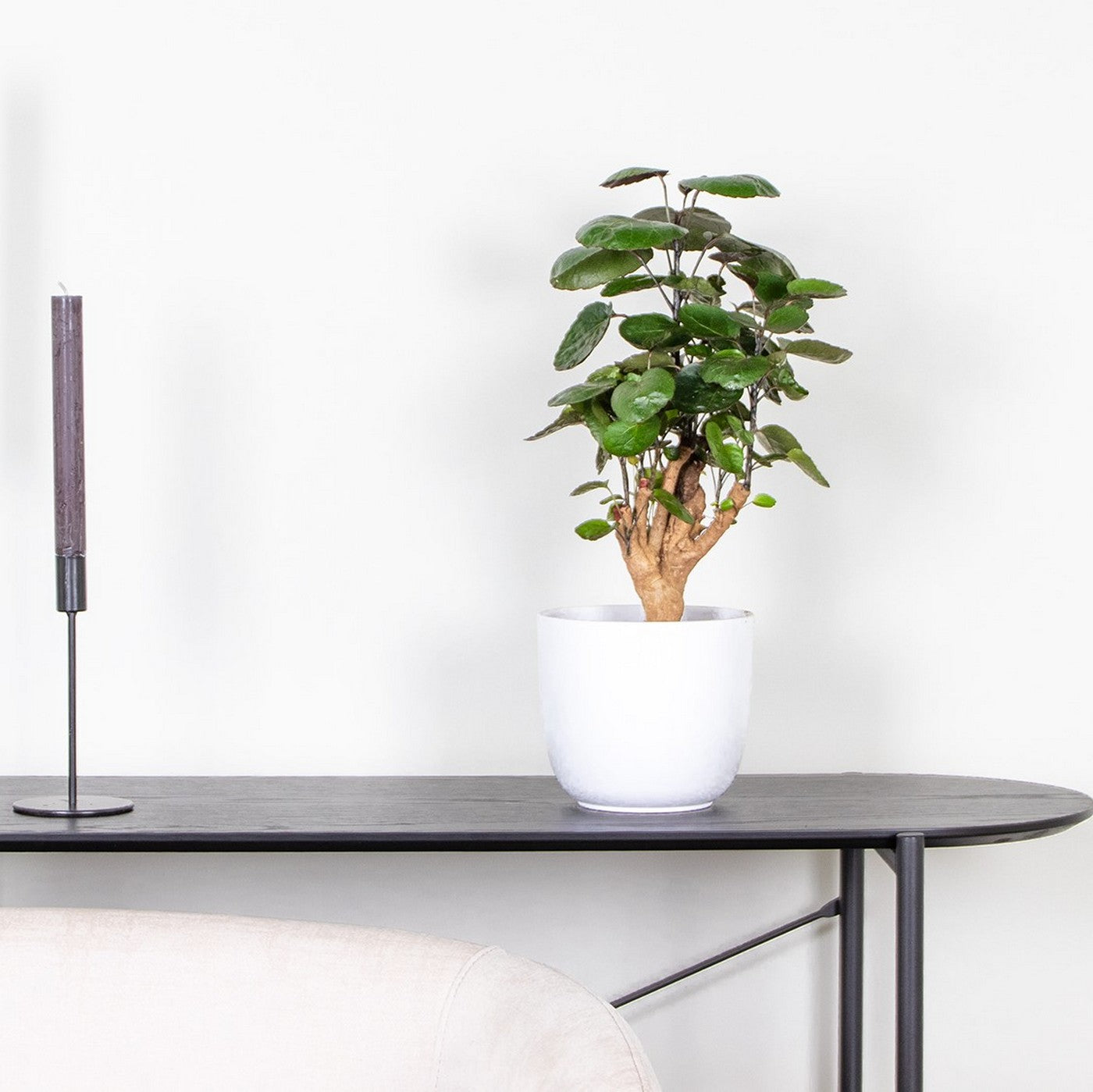 Polyscias Fabian – Houseplant