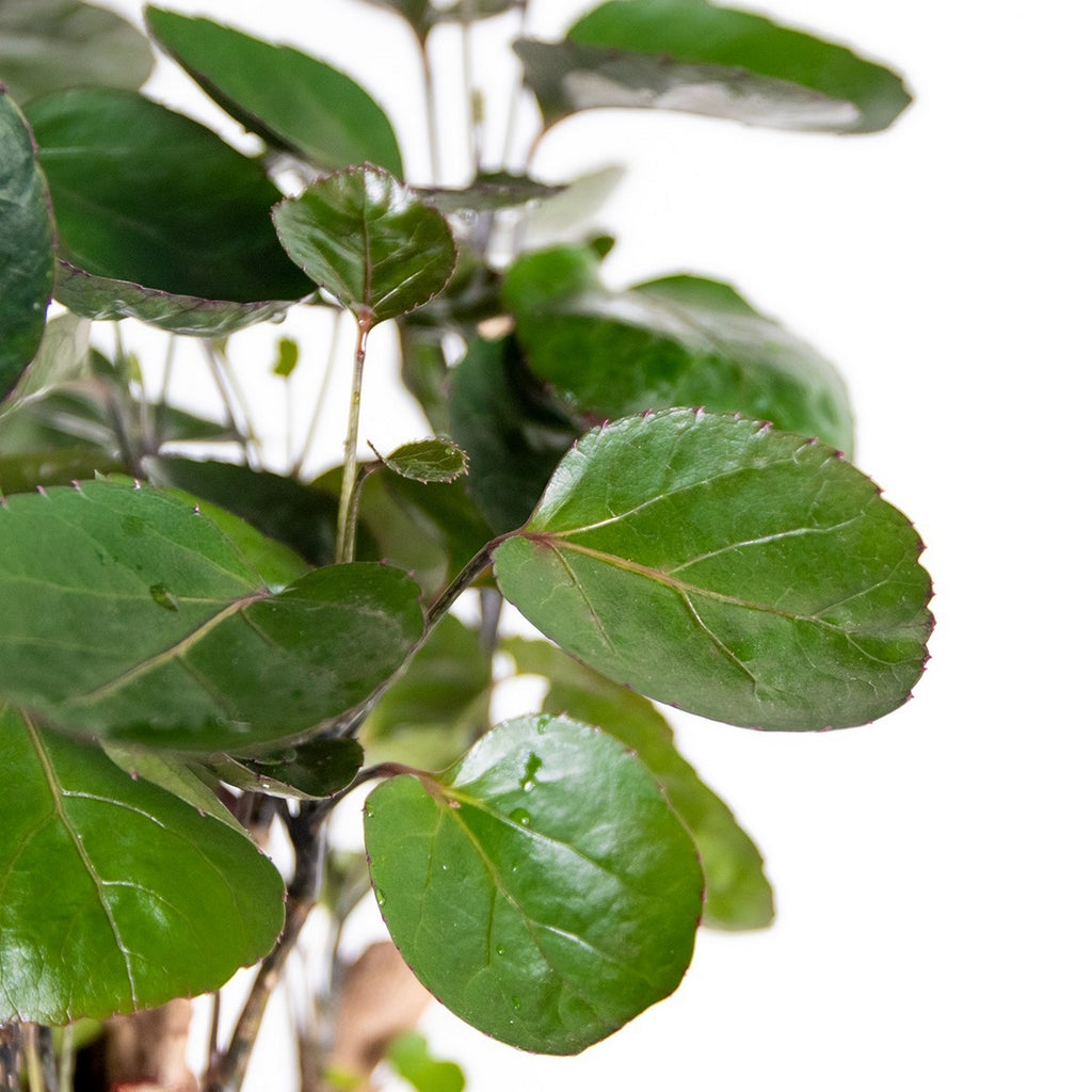 Polyscias Fabian – Houseplant