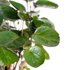 Polyscias Fabian – Houseplant