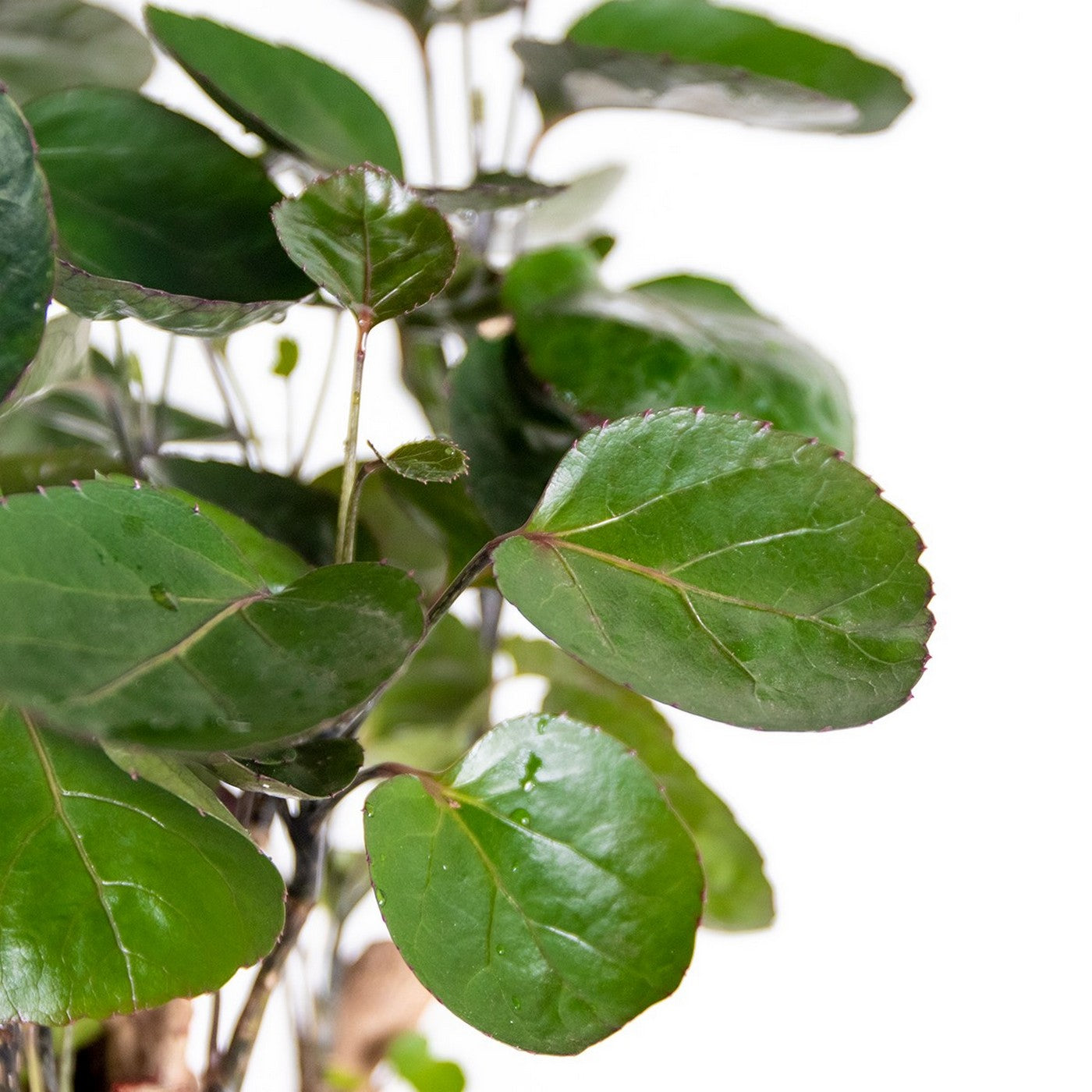 Polyscias Fabian – Houseplant