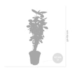 Polyscias Fabian – Houseplant