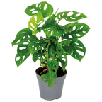 Monstera Monkey Leaf – Indoor Plant