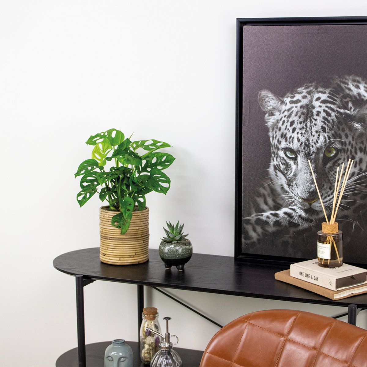 Monstera Monkey Leaf – Indoor Plant