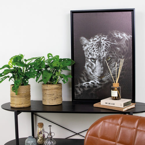 Lot De 2 Monstera Monkey Mask – Plante D'Intérieur